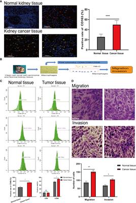 Tumor-associated M2 macrophages in the immune microenvironment influence the progression of renal clear cell carcinoma by regulating M2 macrophage-associated genes